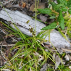 Carex concinna