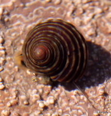 Calliostoma