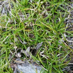 Carex concinna