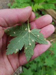 Puccinia caricina