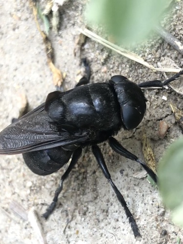 Cuterebra tenebrosa