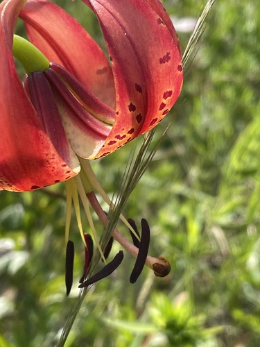 Image of Lilium pyrophilum by no rights reserved