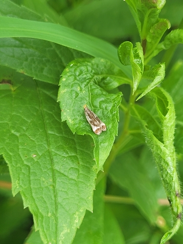 Shining Dichomeris Moth photo 3
