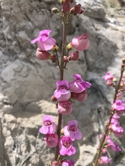 Penstemon floridus