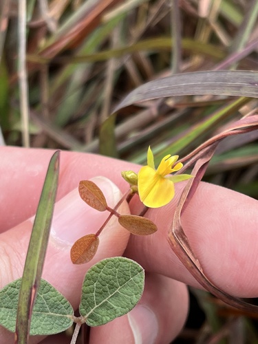 Image of Rhynchosia cinerea by no rights reserved
