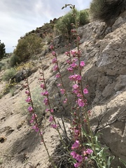Penstemon floridus
