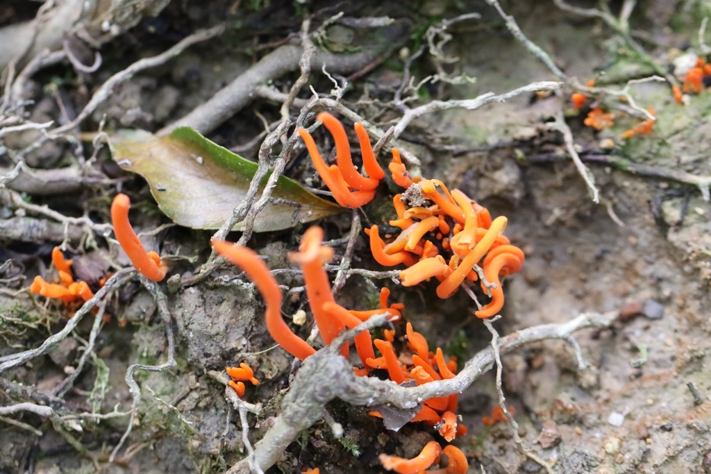 Clavulinopsis aurantiocinnabarina · August 2024 · photo: © agnestrekker (iNaturalist, CC)