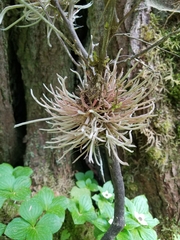 Exobasidium parvifolii