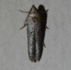 Obithome punctiferella