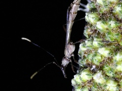 Enchoptera apicalis