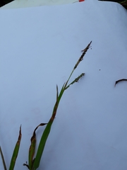 Poaceae