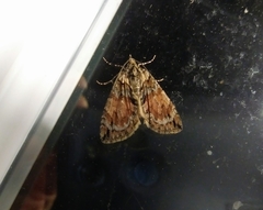 Hydriomena perfracta