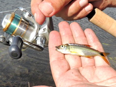 Oligosarcus jenynsii