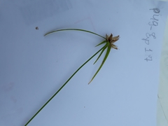 Cyperaceae