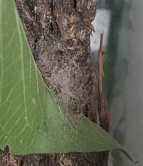 Acronicta rubricoma