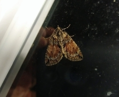 Hydriomena perfracta