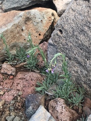 Boechera microphylla