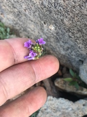 Boechera microphylla