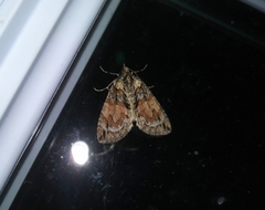 Hydriomena perfracta