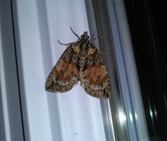 Hydriomena perfracta