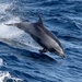 Common Bottlenose Dolphin - Photo (c) M.R. Perry, some rights reserved (CC BY-NC), uploaded by M.R. Perry