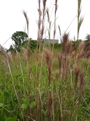 Poaceae