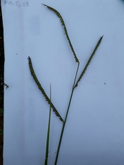 Poaceae