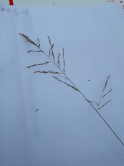 Poaceae