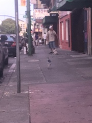 Nycticorax nycticorax