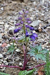 Delphinium menziesii