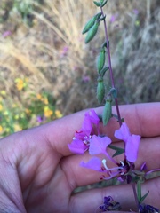 Clarkia unguiculata