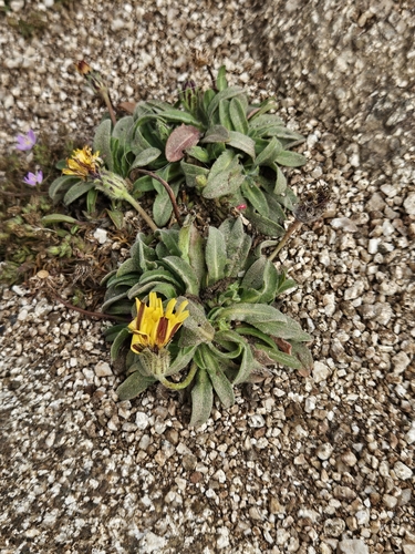 Image of Agoseris apargioides by (c) Marco Iboshi, some rights reserved (CC BY)