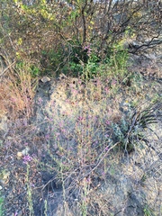 Clarkia unguiculata
