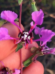 Clarkia unguiculata