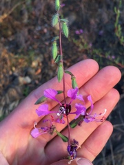 Clarkia unguiculata
