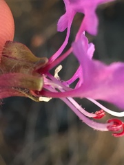 Clarkia unguiculata