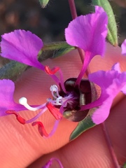 Clarkia unguiculata
