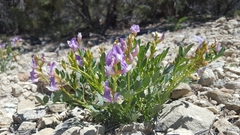 Astragalus oophorus
