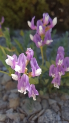 Astragalus oophorus