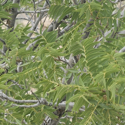 Image of Juglans microcarpa by (c) Indio Brown, some rights reserved (CC BY)