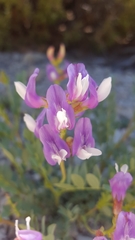 Astragalus oophorus