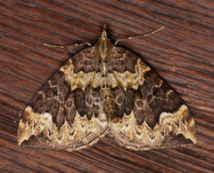 Eulithis destinata