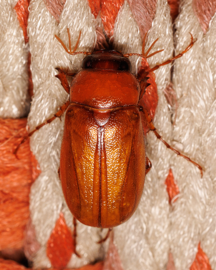 Phyllophaga gracilis