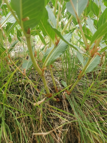 Image of Koenigia phytolaccifolia by (c) frankcarrots, some rights reserved (CC BY)