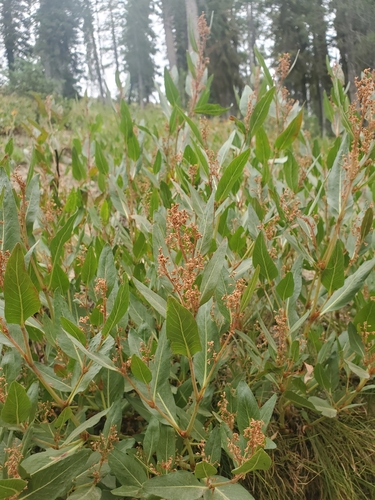 Image of Koenigia phytolaccifolia by (c) frankcarrots, some rights reserved (CC BY)