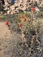 Castilleja chromosa