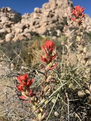 Castilleja chromosa