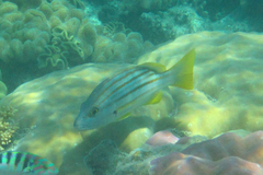 Lutjanus carponotatus