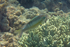 Scolopsis margaritifera