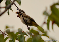 Pycnonotus leucogenys